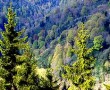Orman İşletmesinden Satış Rekoru