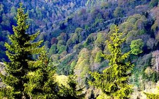 Orman İşletmesinden Satış Rekoru